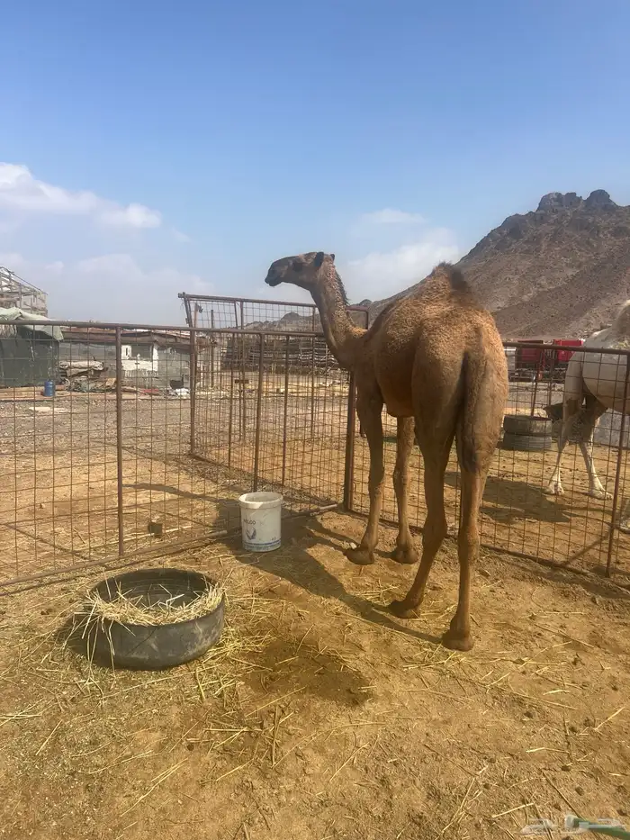 بكره حقه صفرا 4