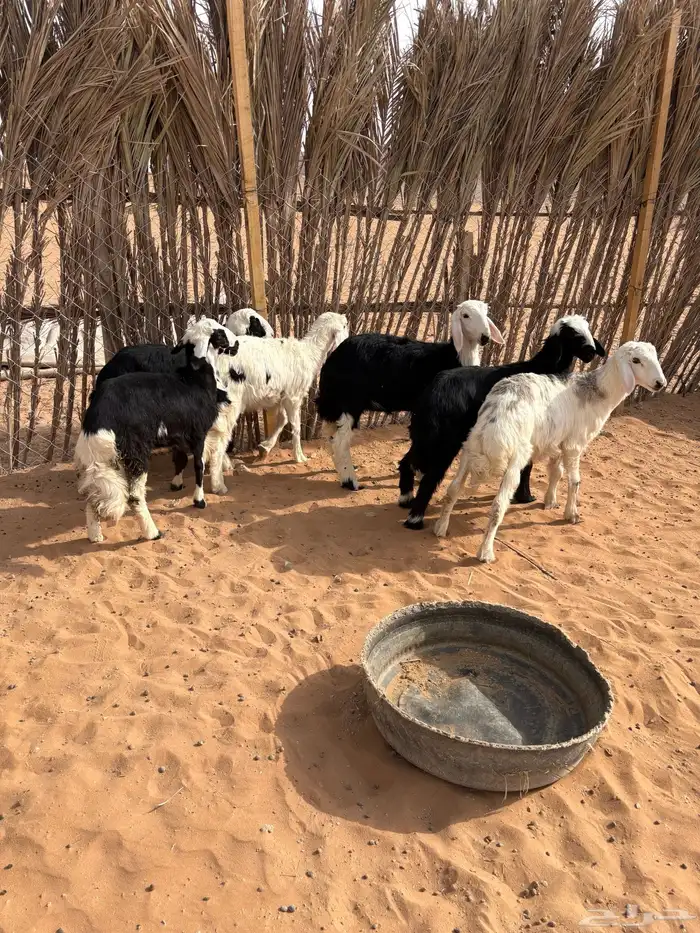 طلين نجد العدد 6 2