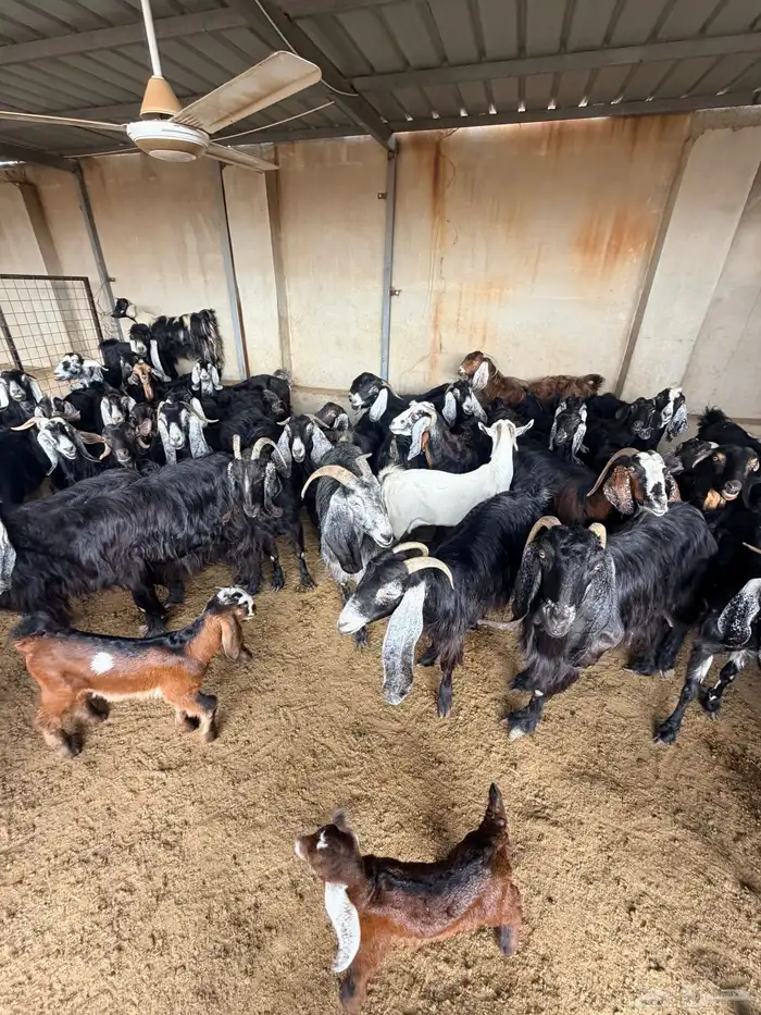 معزا عارضيات 6