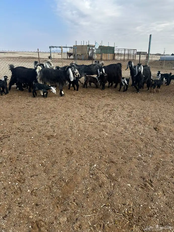 معزا متاومه 2