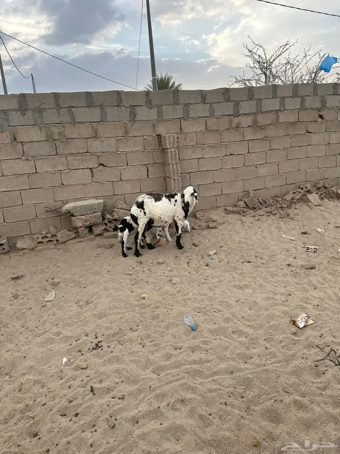 شاه والد عليها طلي ورخل 1