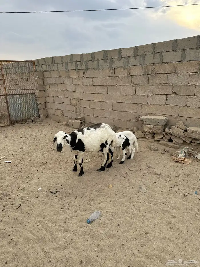 شاه والد عليها طلي ورخل 2