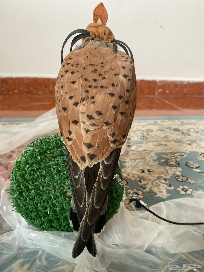 شبوط للبيع وحش طرح امس تاريخ14نوفنبر وحش ماصقر 0