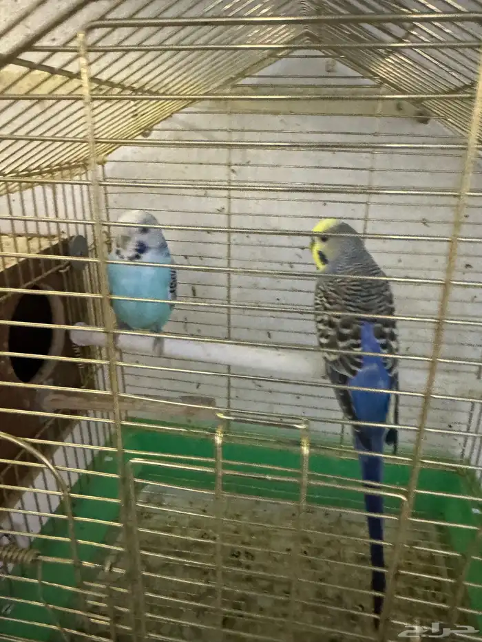 بادجي هولندي 2