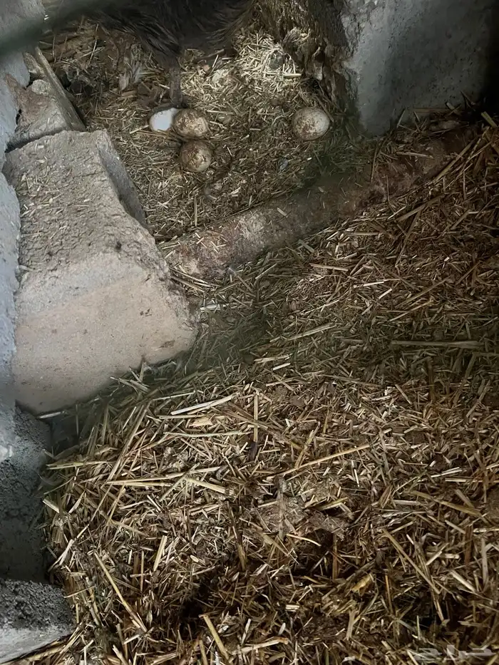 بط شرشري بياض 4