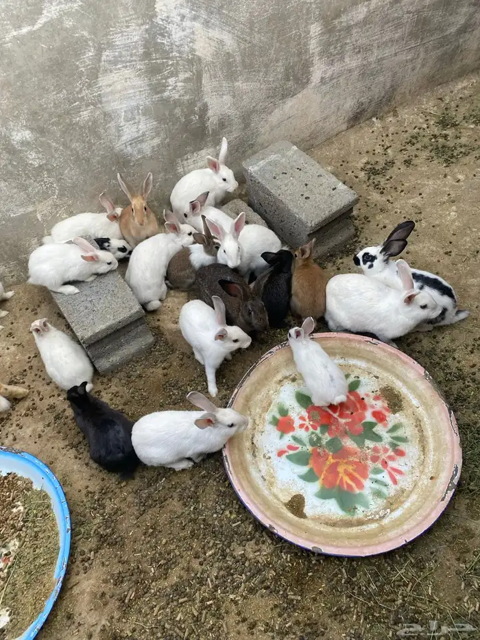 ارانب للبيع 2