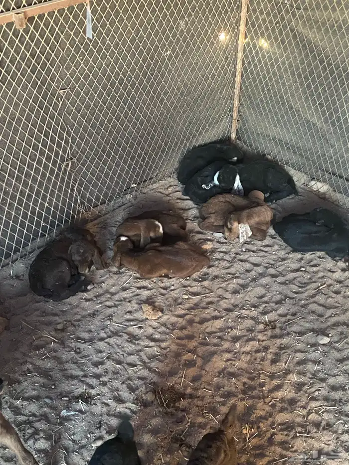 للبيع معزاء ولد العدد 10 2