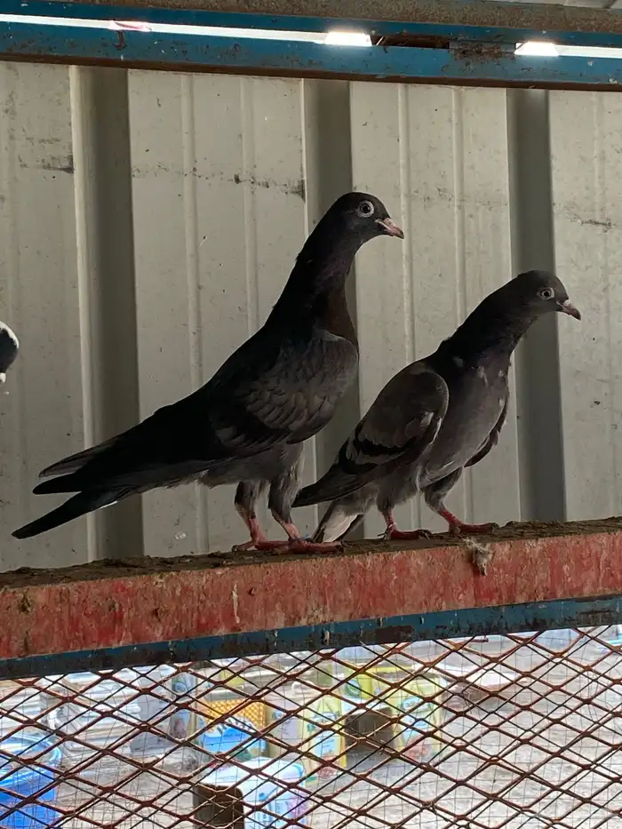 حمام قطيفي طبات ( تم البيع) 5