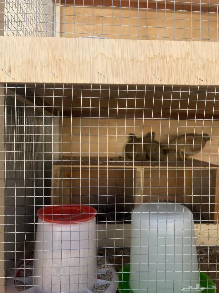 الحجل للبيع 4