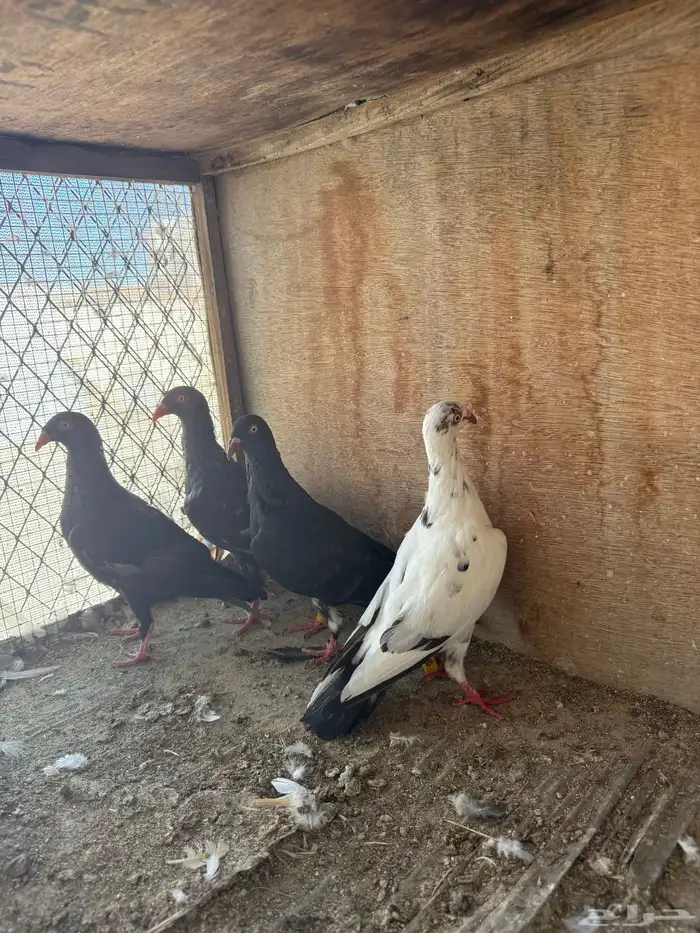 حمام طبات دنش وفحل سوداني جامبو 4