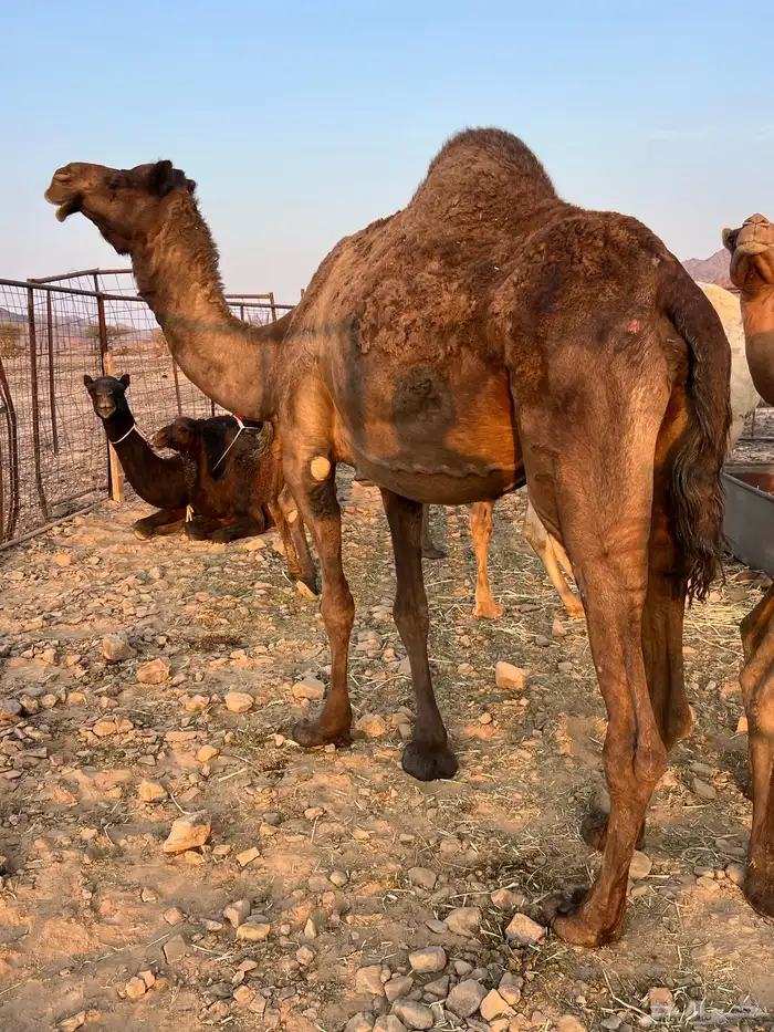 ناقتين ملاقيات من 6800 تم البيع 1