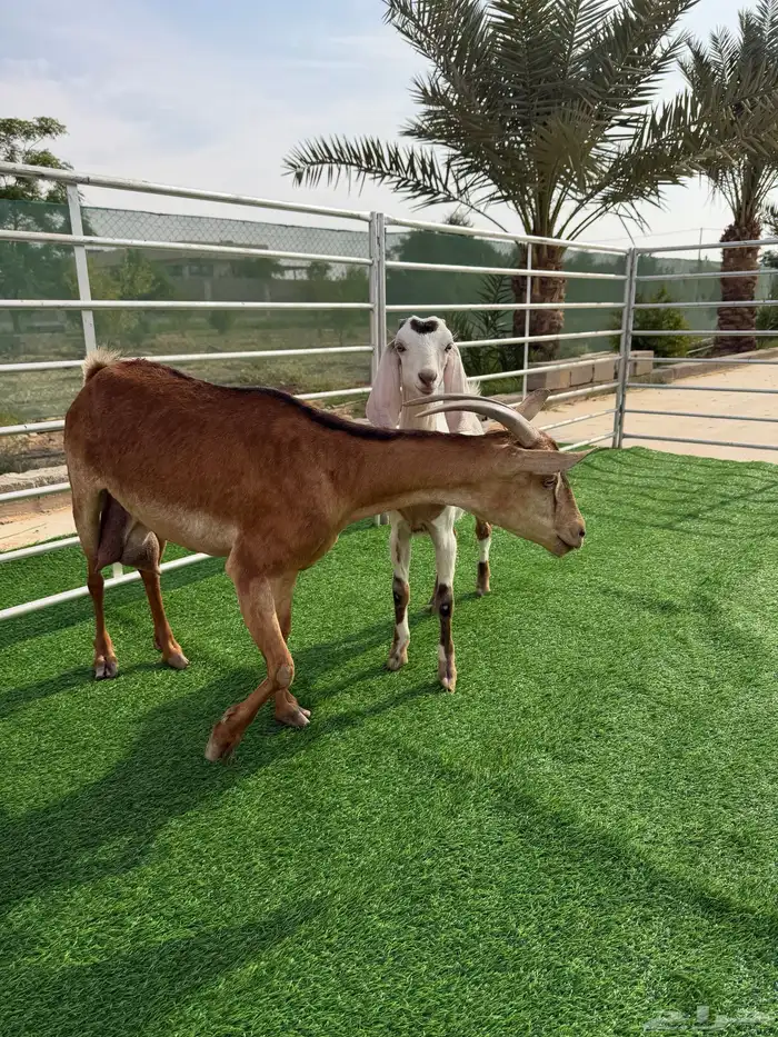 جنوبيه متبع 2