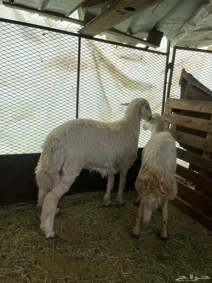 طلي فحل للبيع 3