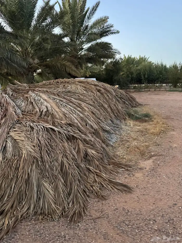 خوص عسيب سعف جريد نخل 1