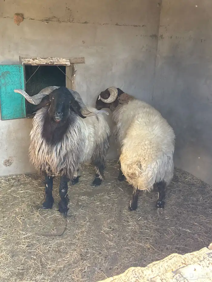 خرفان فحول 0