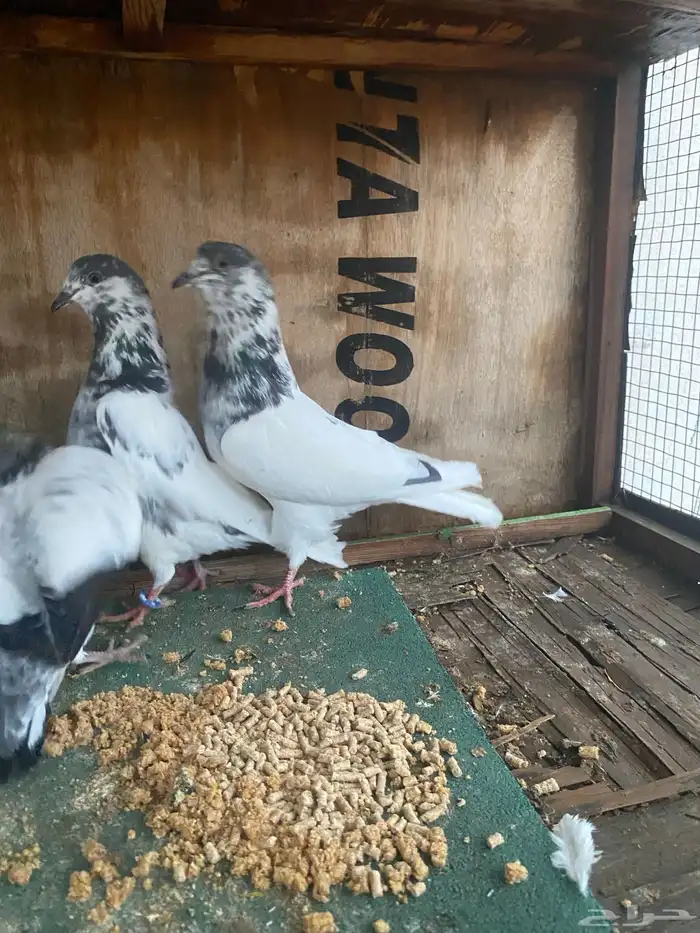 جوز بتيراء بعياله 9