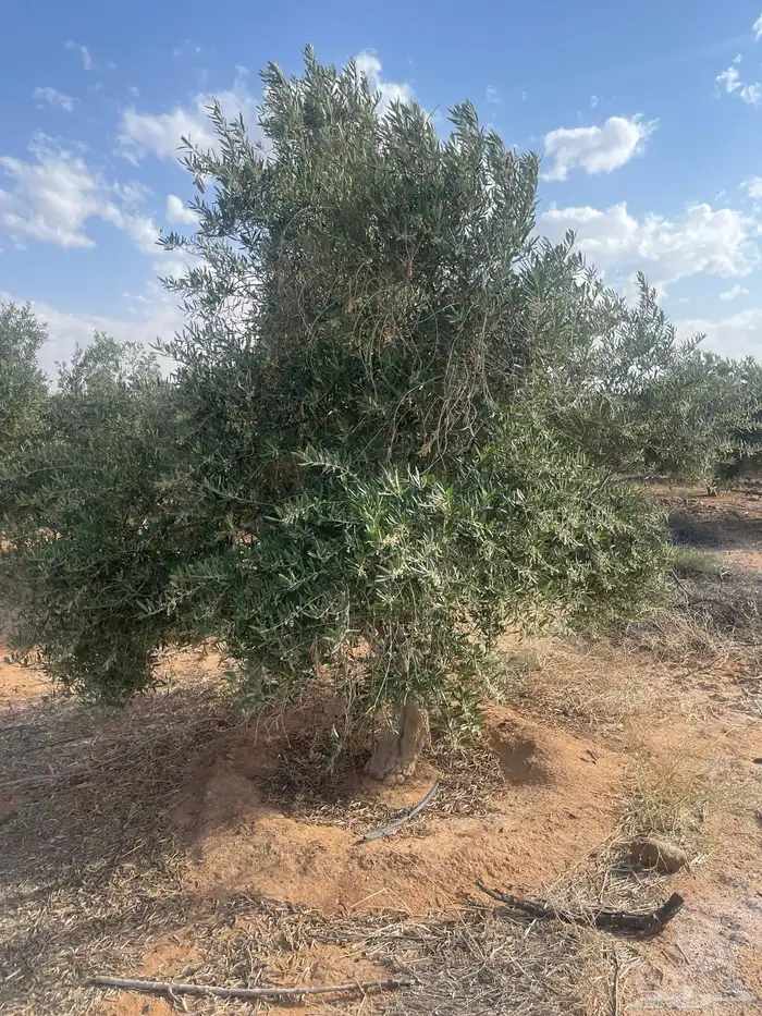 اشجار زيتون مثمرة وشتلات صغيرة 19