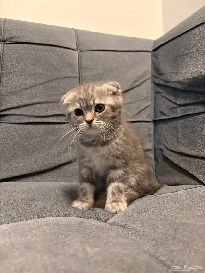 قطط سكوتش فولد للبيع 3