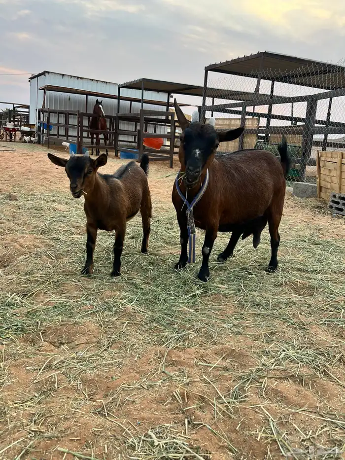 جفره قزمية 5