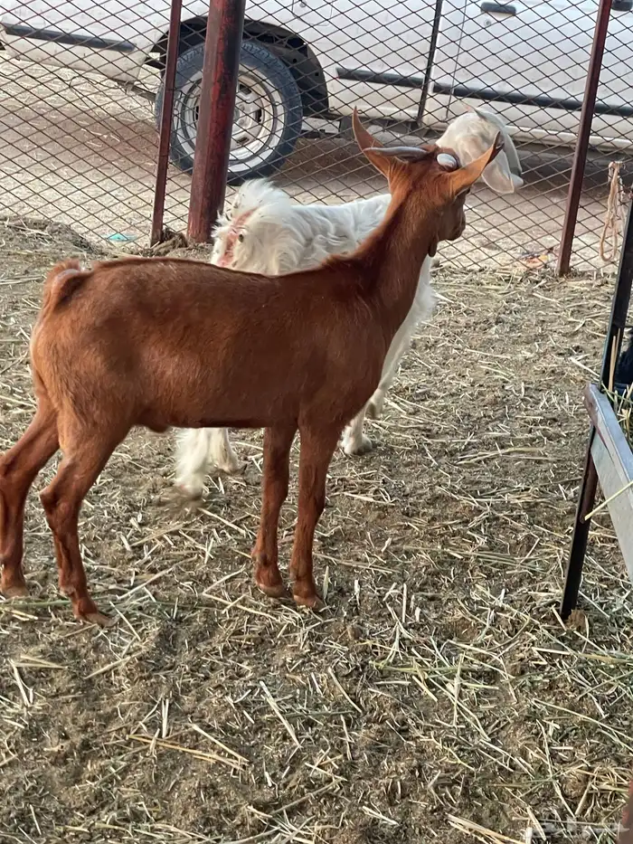 تيوس وجفرات 18