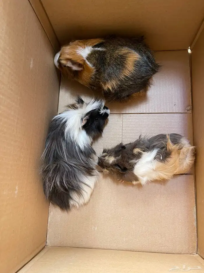 ذكر وبرة وثنتين إناثي منتجين وكبار 1