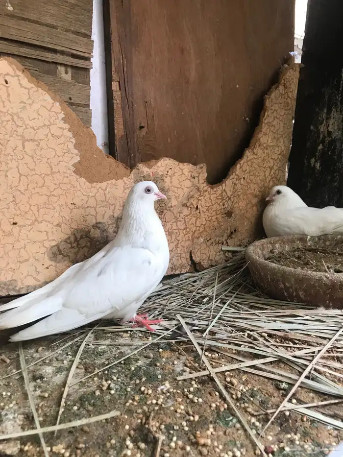 قلاب كوره الوان حلوه 0