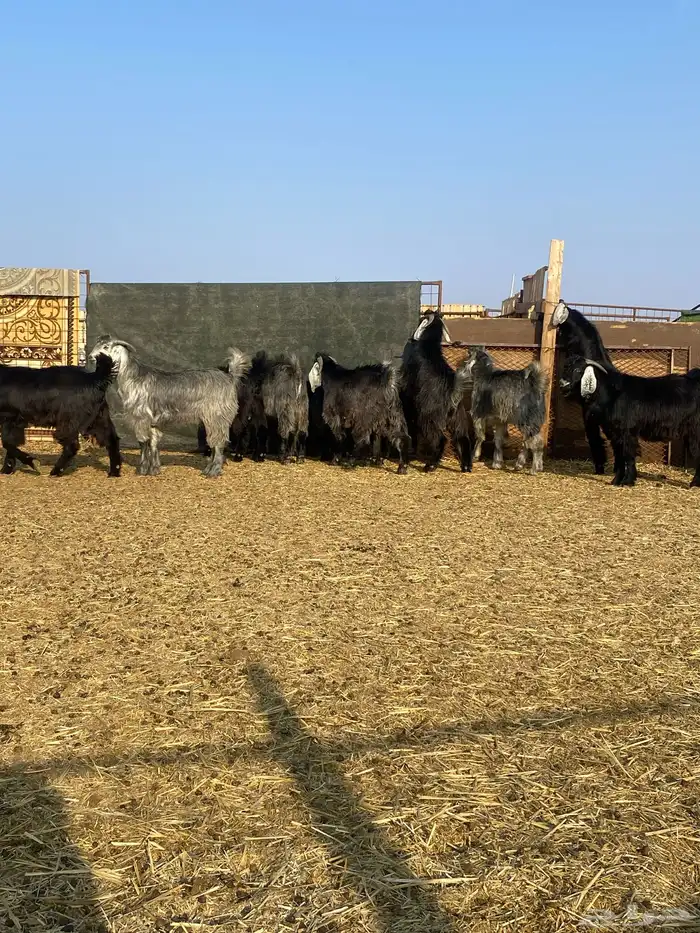 تيوس مخاصي 0