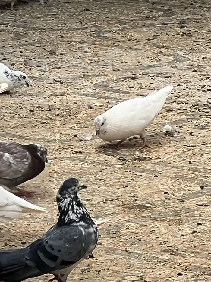 حمام للبيع فيه جمله وت فريدي الجملة 250 العدد 22 حمامه منتج 7