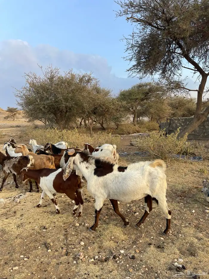 تيس فحل للبيع 1