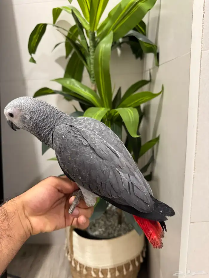 فرخين كاسكو 2