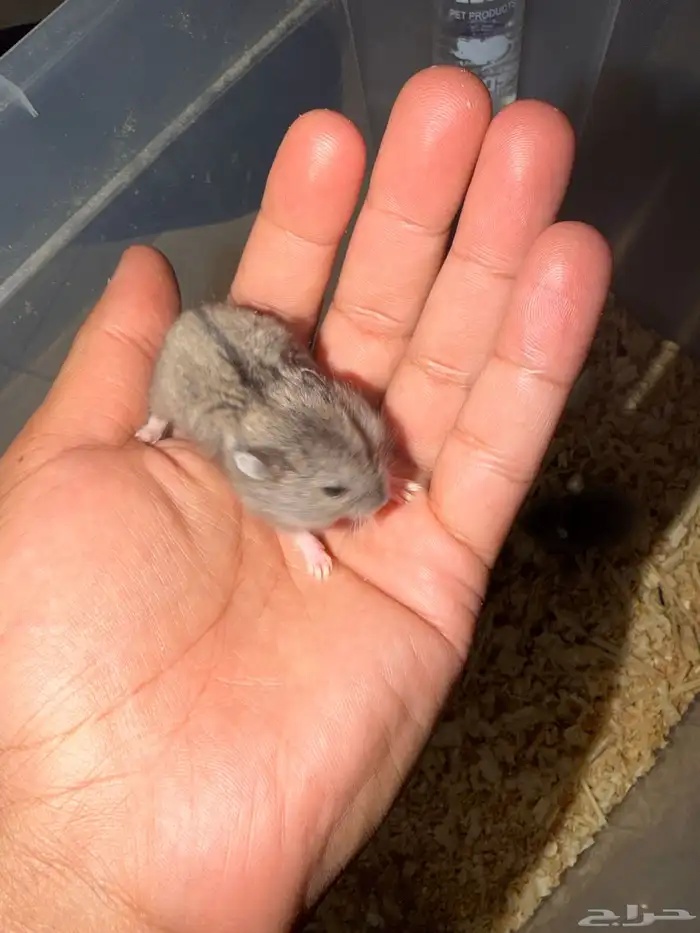 هامستر ب خمس ريال فقط 2