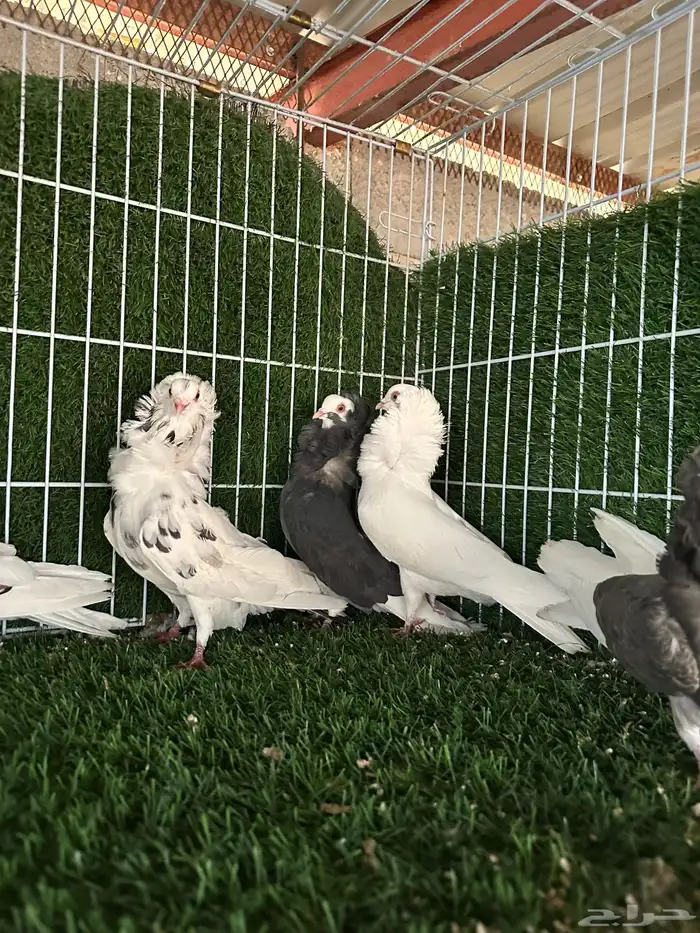 حمام بلجيكي 2