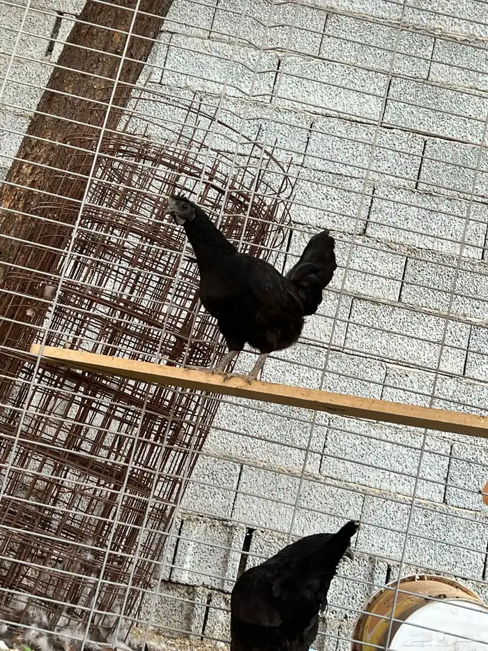 دجاج إندونيسي 3