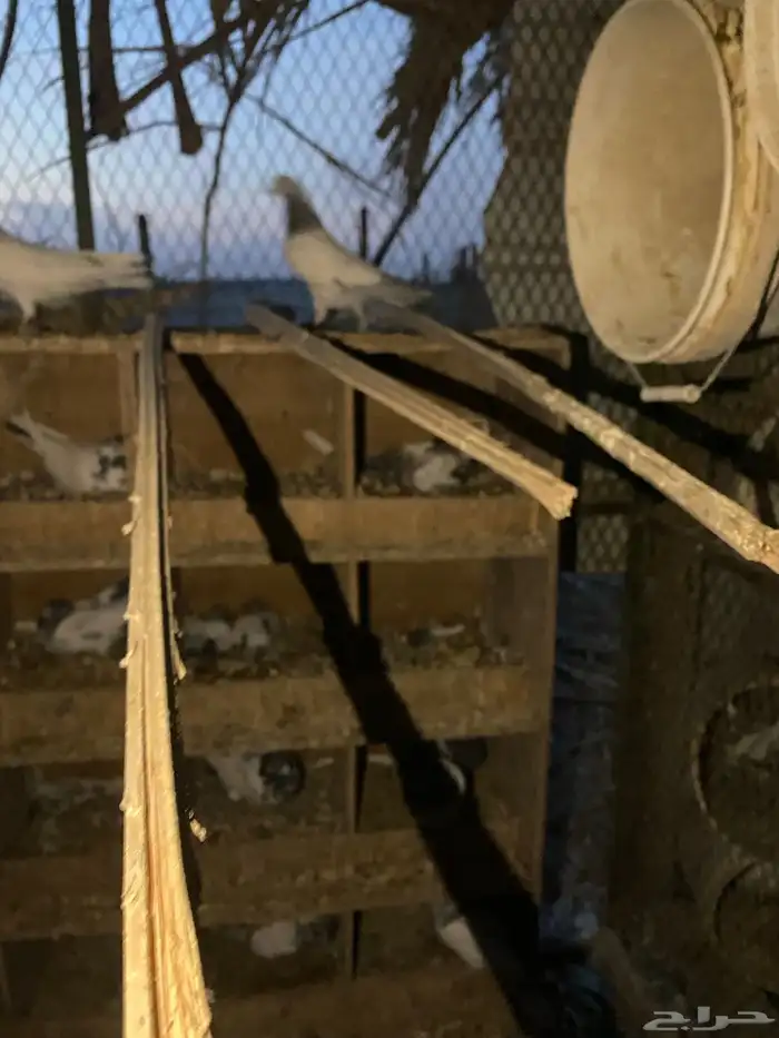 حمام باكستاني امهات 10