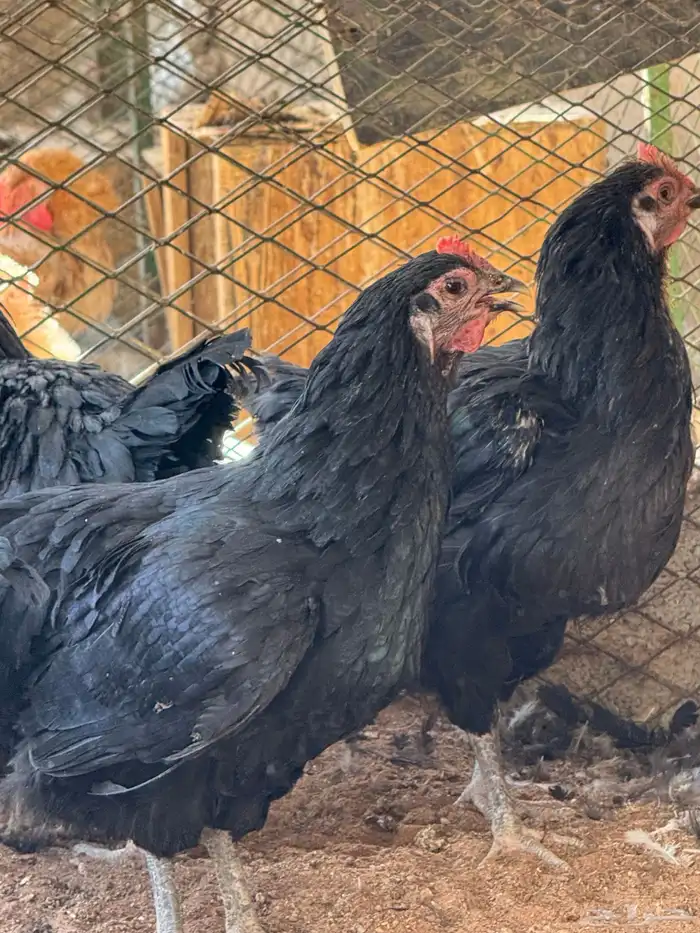 دجاج تركي منتج 1