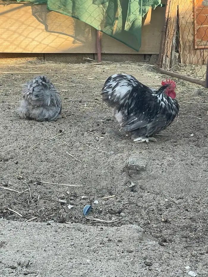 زوجين كوشن قزم فواخر 3