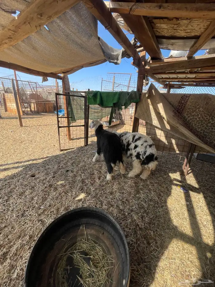 رخال للبيع 0