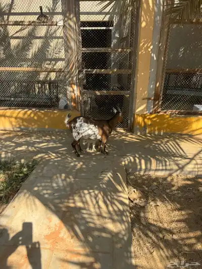 للبيع ماعز قزمية تشيكيه معها جفرة بيضاء ماكس من اب امريكي index