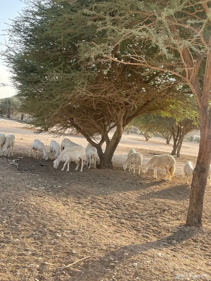 غنم حريات 20 راس دفيع شرط سونار 4