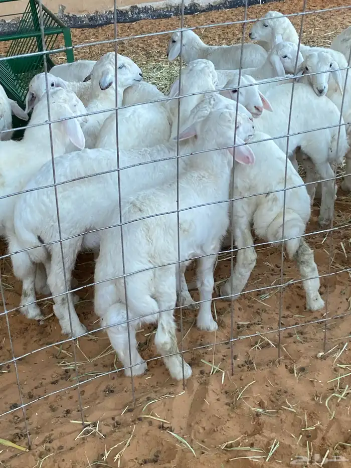 ذبايح للبيع 4