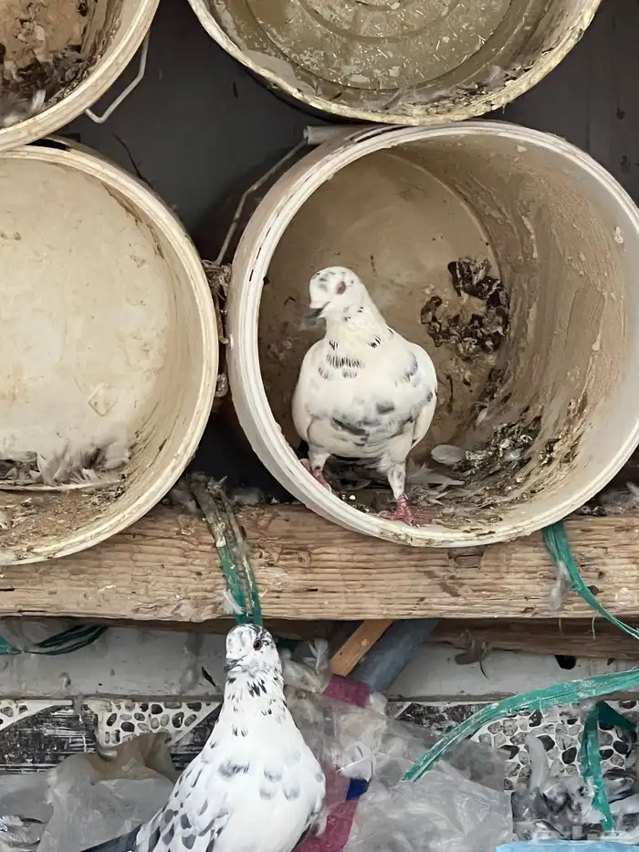 حمام للبيع فيه جمله وت فريدي الجملة 250 العدد 22 حمامه منتج 21