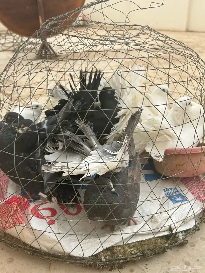 حمام رقاصي 0