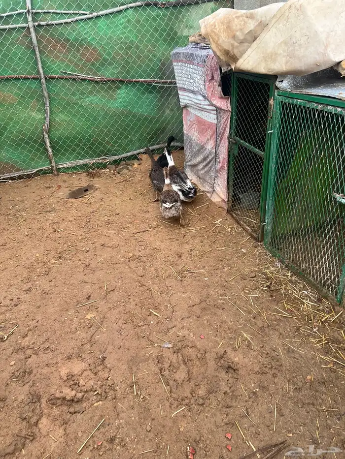 بط شرشري بياض 1