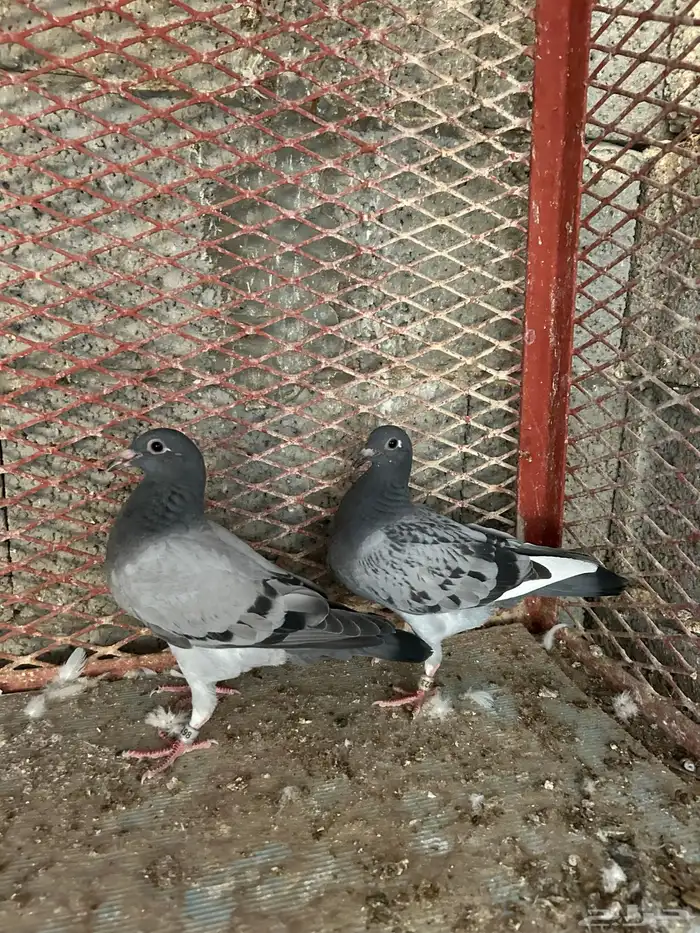 طبات زاجل سباق 4