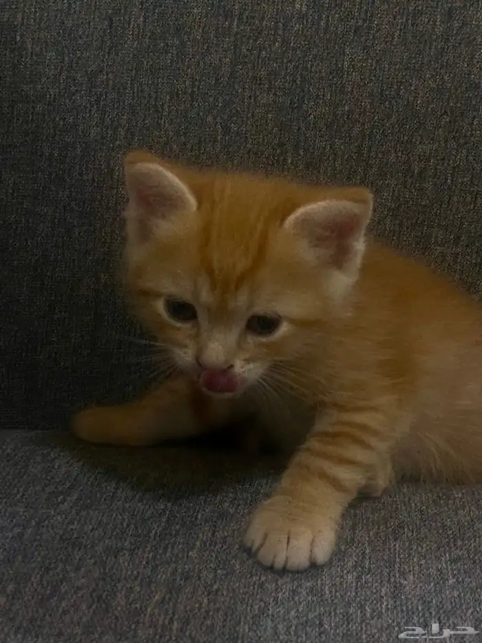 قط للتبني عمره شهرين 0