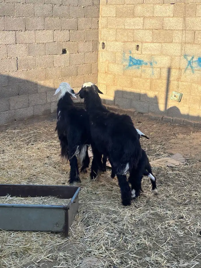 للبيع رخال ثنايا مواليد 4