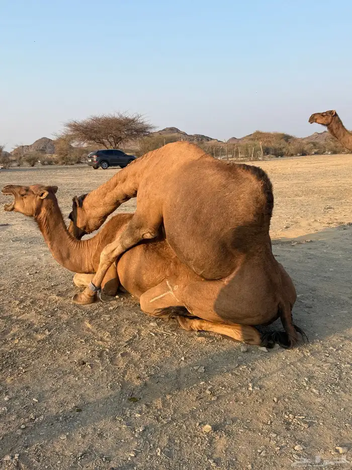 بعير حمر مشروط ضراب وعشار 10