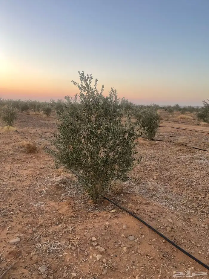 اشجار زيتون مثمرة وشتلات صغيرة 0