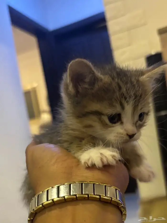 صغار قطط سكوتش 9