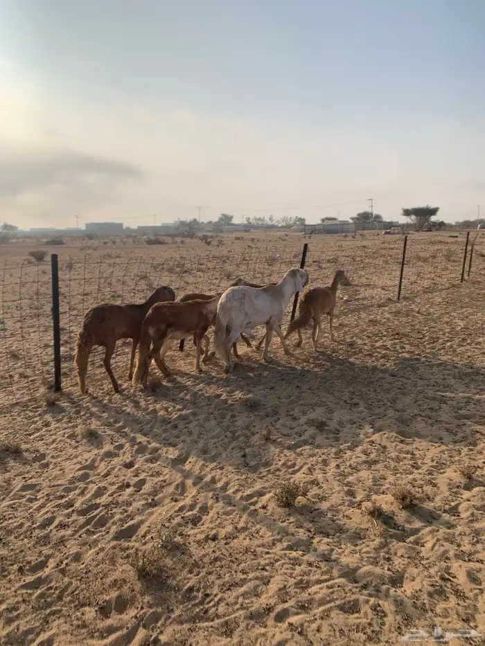 رخال سواكن صنف الصنف 3